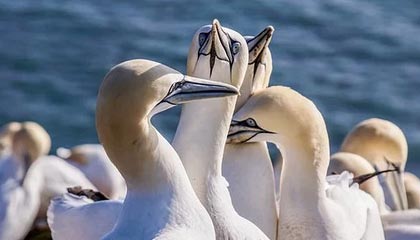 开云之路:以云为翼,加速商业跃迁