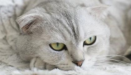 lol竞猜-AG官网：以用户为本的科技生态体验