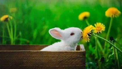 Kaiyun中国官网:连接品质与创新的官方入口